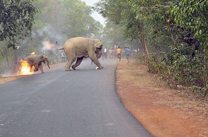 biplab-hazra_hell-is-here_sanctuary-wildlife-photographer-of-the-year-photography-itsnicethat.jpg