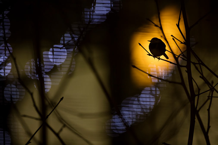BOTW-Wildlife-photography-itsnicethat.png