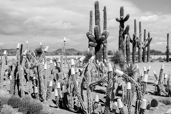 David-Hurn-Arizona-Trips-photography-itsnicethat-Winter-cactus-garden.-Paper-cups-to-protect-against-night-frosts_-1992.jpg