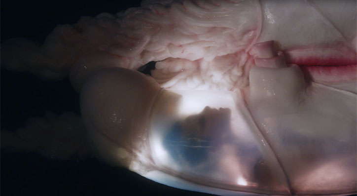 bjork-jesse-kanda-arisen-my-senses-music-video-film-4.jpg