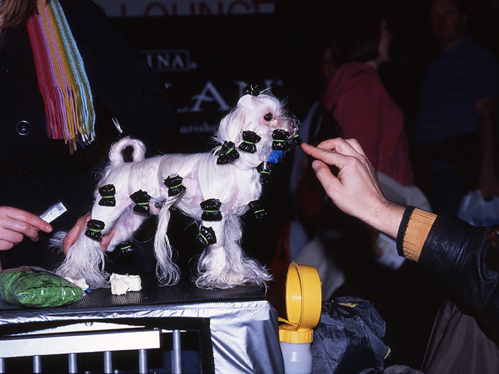 MartinAndersen-DogsShows-Photoraphy-Crufts2009-ItsNiceThat-14.jpg