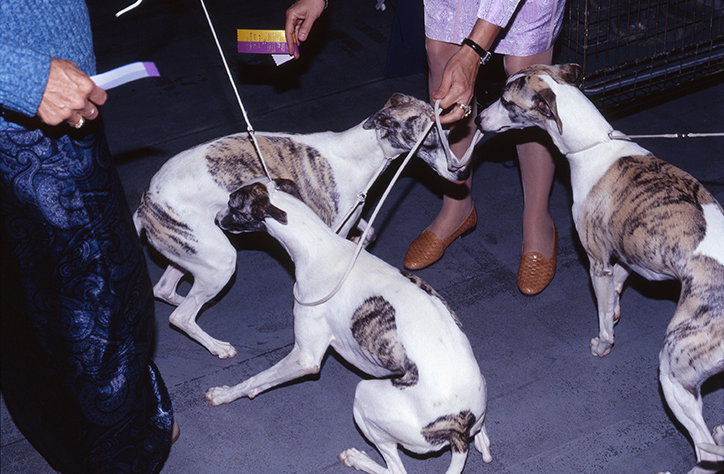 MartinAndersen-DogShows-Photography-Miami-ItsNiceThat-0.jpg