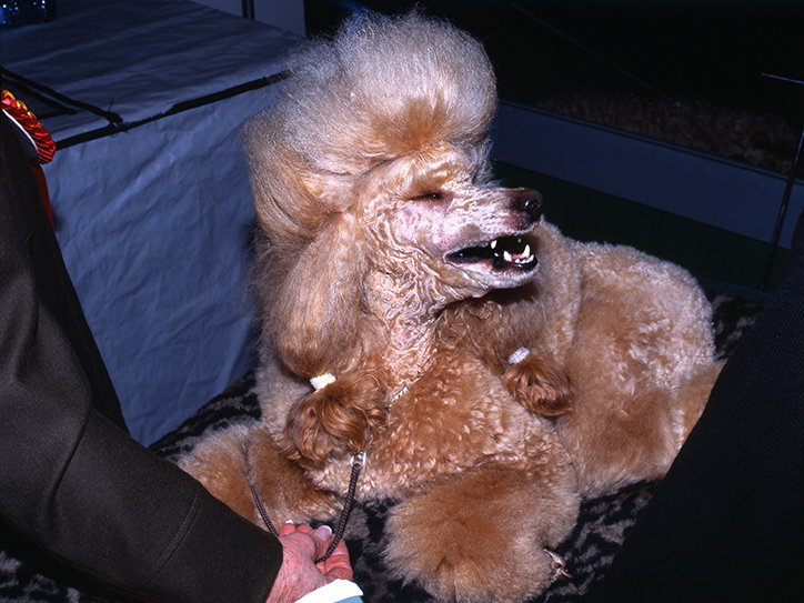 MartinAndersen-DogsShows-Photoraphy-Amsterdam2006-ItsNiceThat-15.jpg