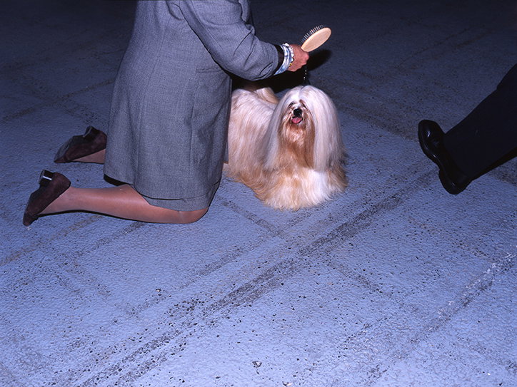 MartinAndersen-DogsShows-Photoraphy-Denmark2008-ItsNiceThat-11.jpg