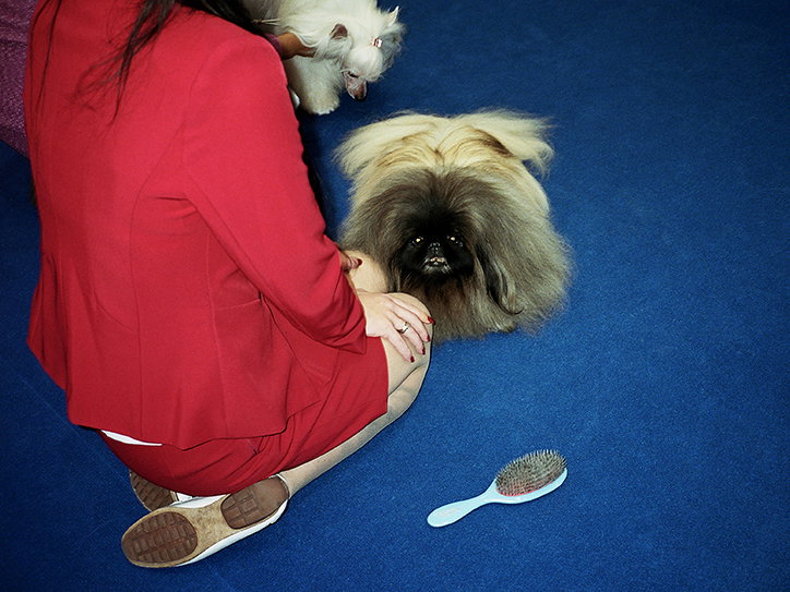 MartinAndersen-DogsShows-Photoraphy-Leipzig2017-ItsNiceThat-6.jpg