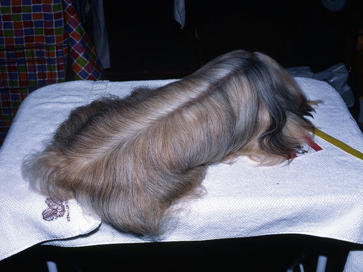 MartinAndersen-DogsShows-Photoraphy-Denmark2008-ItsNiceThat-13.jpg