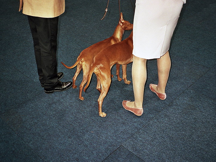 MartinAndersen-DogsShows-Photoraphy-Leipzig2017-ItsNiceThat-7.jpg