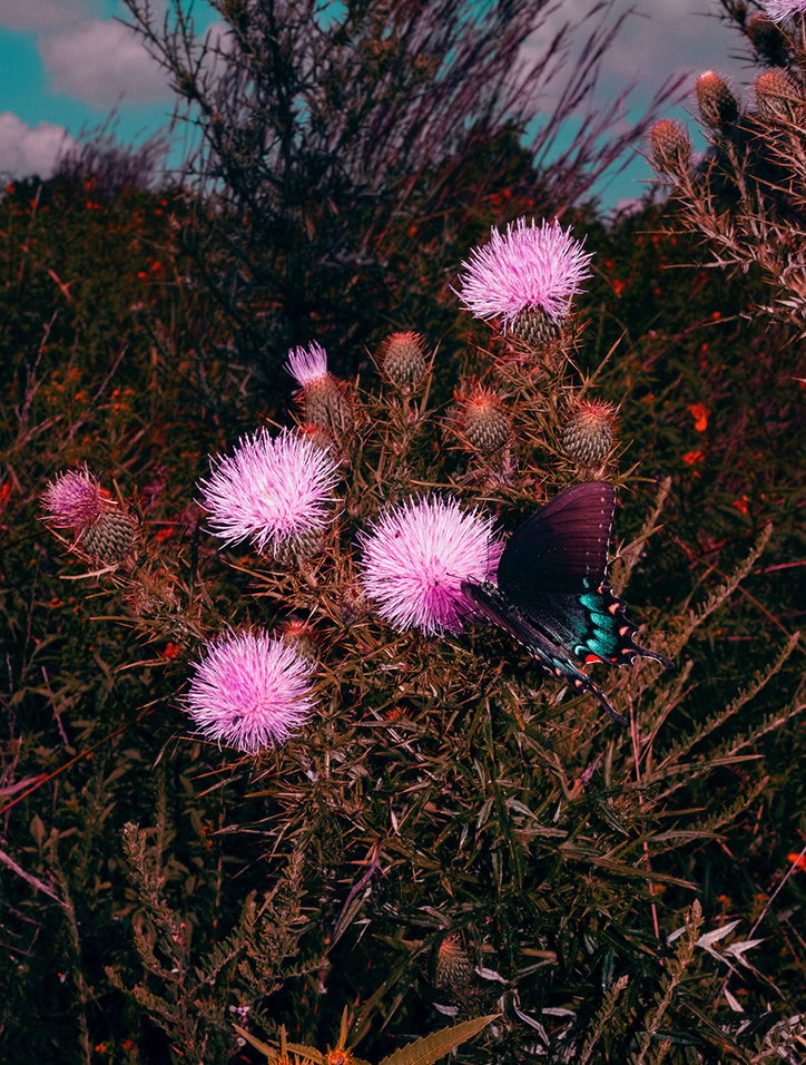 brandondavidko-photography-itsnicethat-Eclipse_Butterfly.jpg