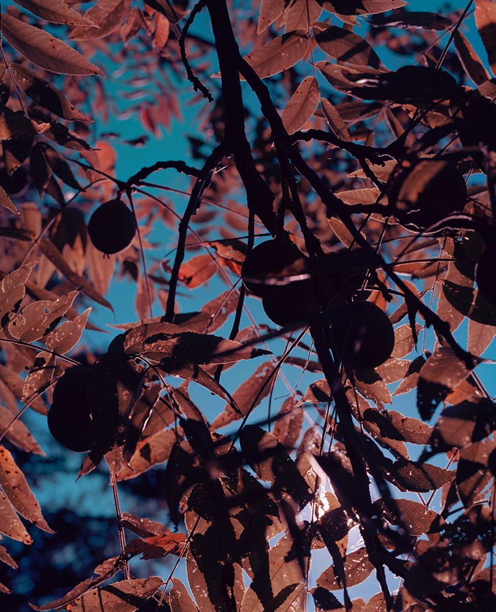brandondavidko-photography-itsnicethat-Chestnut.jpg