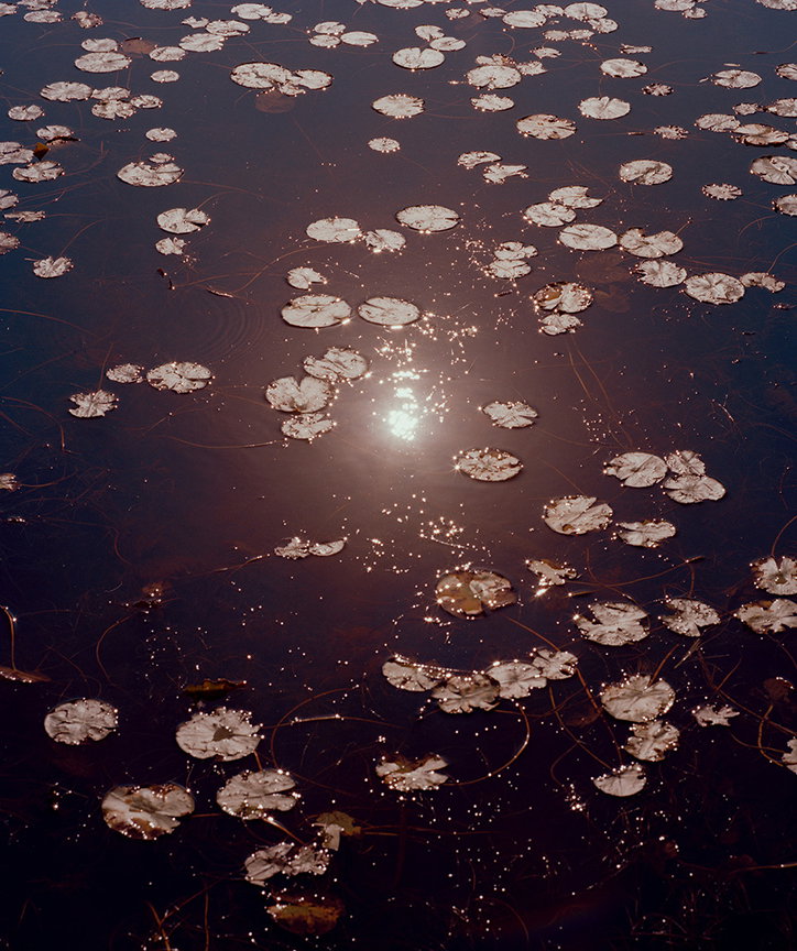 BrandonGeorgeKo-Photography-A_Sprinkle_in_the_Lillies.jpg