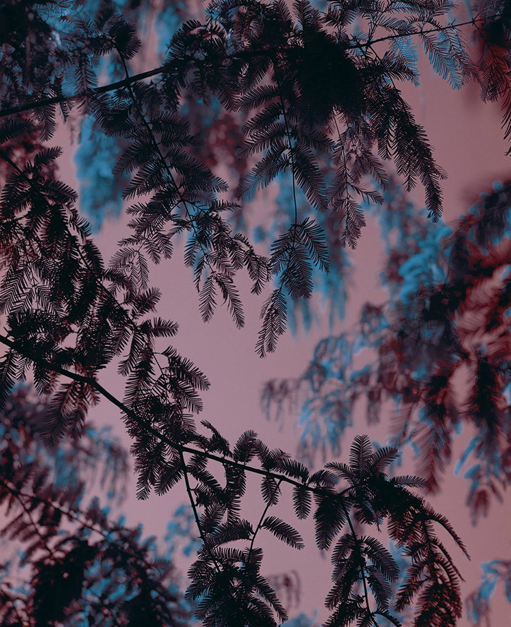 brandongeorgeko-photography-A_Tree_To_Climb.jpg