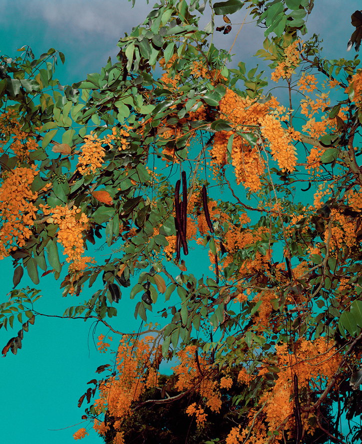Goldtree.jpg