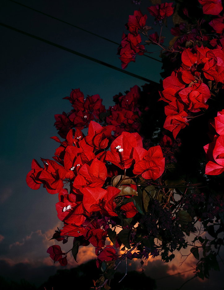 Pukanawila_(Bougainvillea).jpg