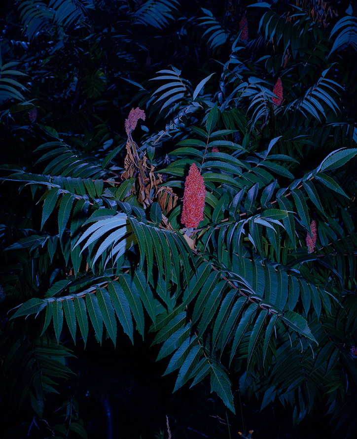Sumac_and_Its_Flower.jpg