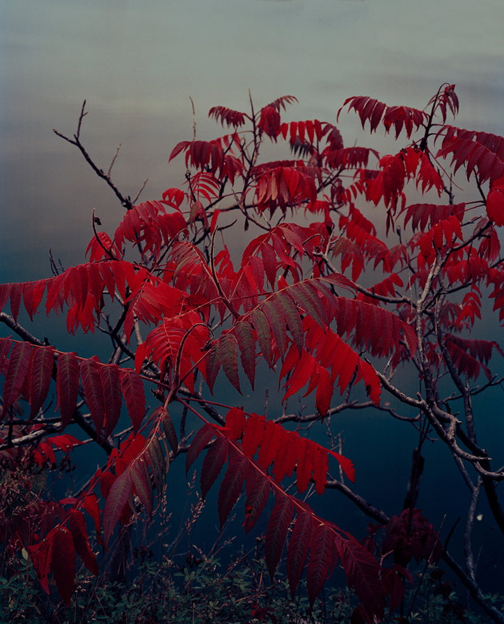 Sumac_II.jpg