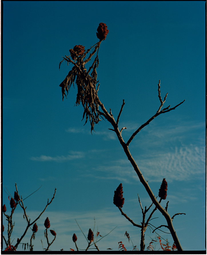 Sumac_in_the_Fall.jpg
