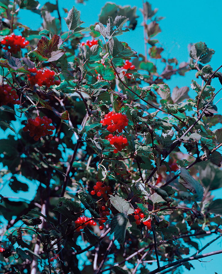 These_Berries_Kill.jpg