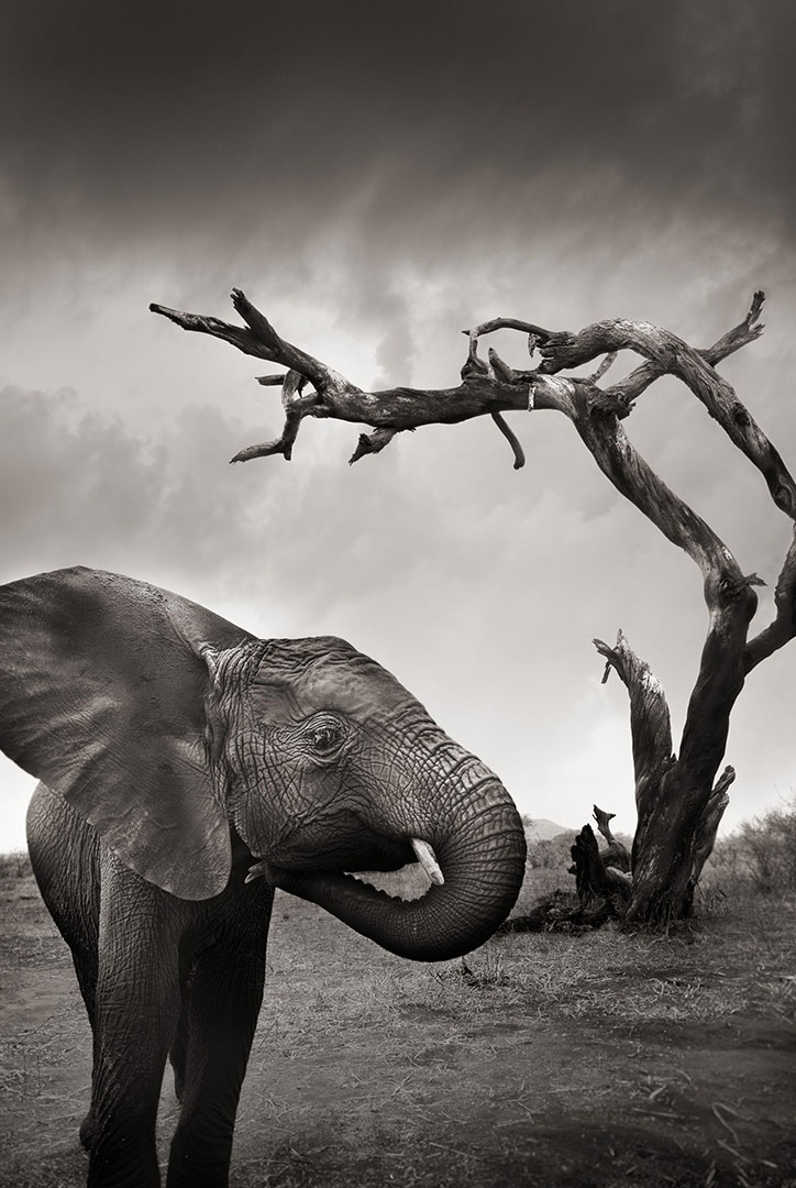Tsavo-dmitry_ageev-hasselblad-ikea-photography-itsnicethat.jpg