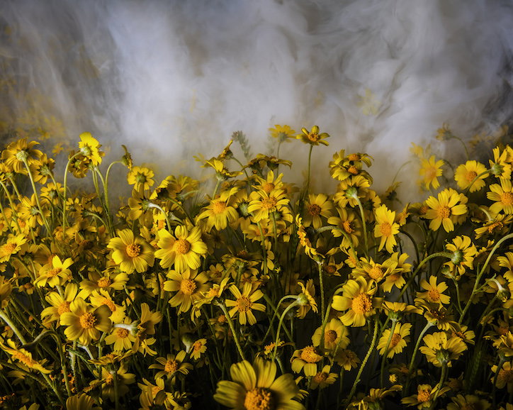 Superbloom.jpg
