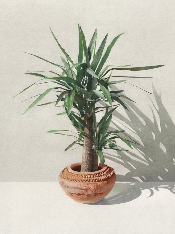 Yucca.jpg