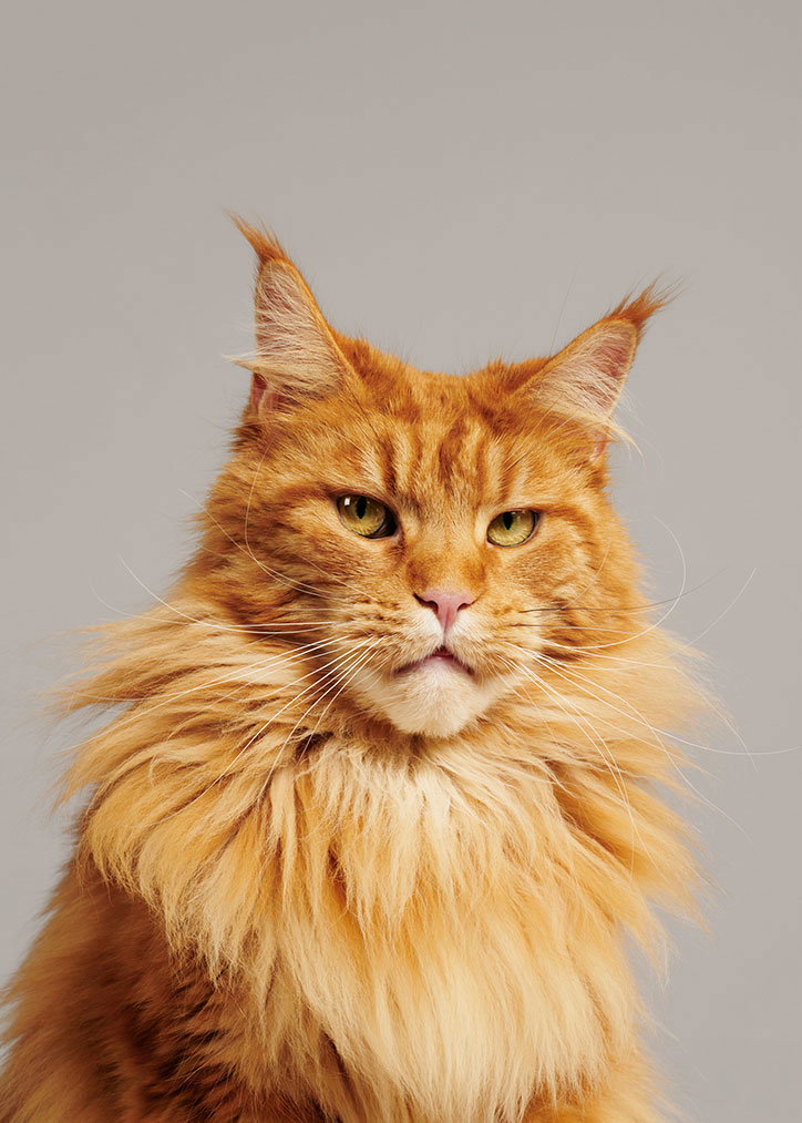 pentagram-battersea-dogs-and-cats-home-rebrand-graphic-design-itsnicethat-19.jpg