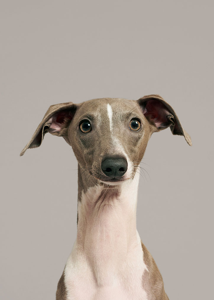 pentagram-battersea-dogs-and-cats-home-rebrand-graphic-design-itsnicethat-18.jpg