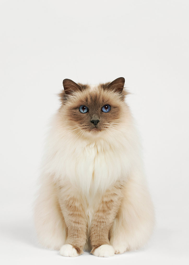 pentagram-battersea-dogs-and-cats-home-rebrand-graphic-design-itsnicethat-2.jpg