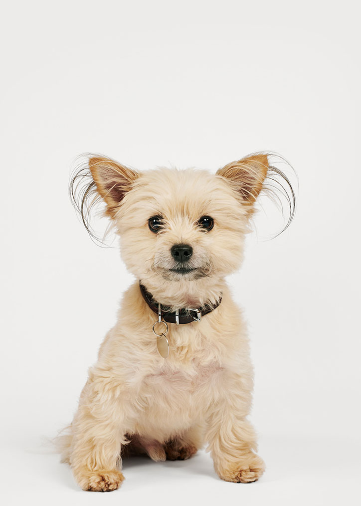 pentagram-battersea-dogs-and-cats-home-rebrand-graphic-design-itsnicethat-1.jpg