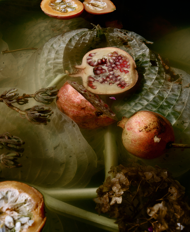 JocelynLee-Darkmatter2Pomegranate-TheAppearanceofThings-Photography-itsnicethat.png
