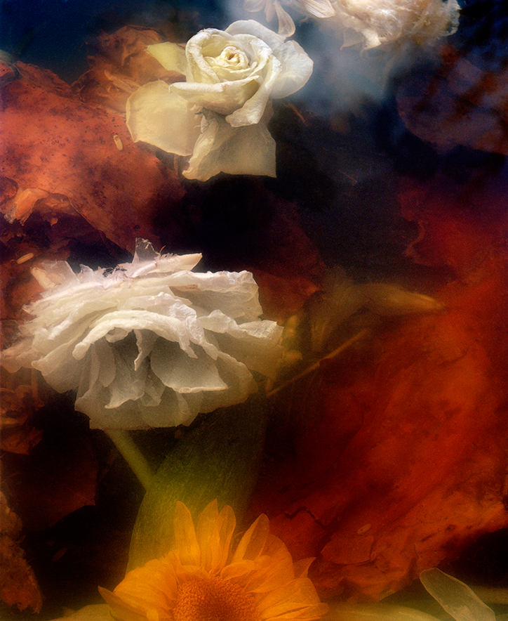 JocelynLee-SinkingRoses-TheAppearanceofThings-Photography-itsnicethat.png
