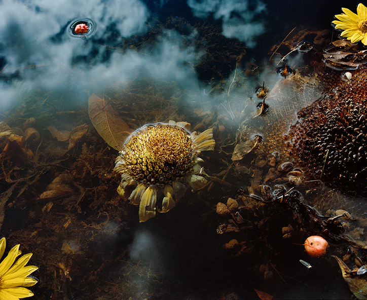JocelynLee-SunflowerandSky-TheAppearanceofThings-Photography-itsnicethat.png