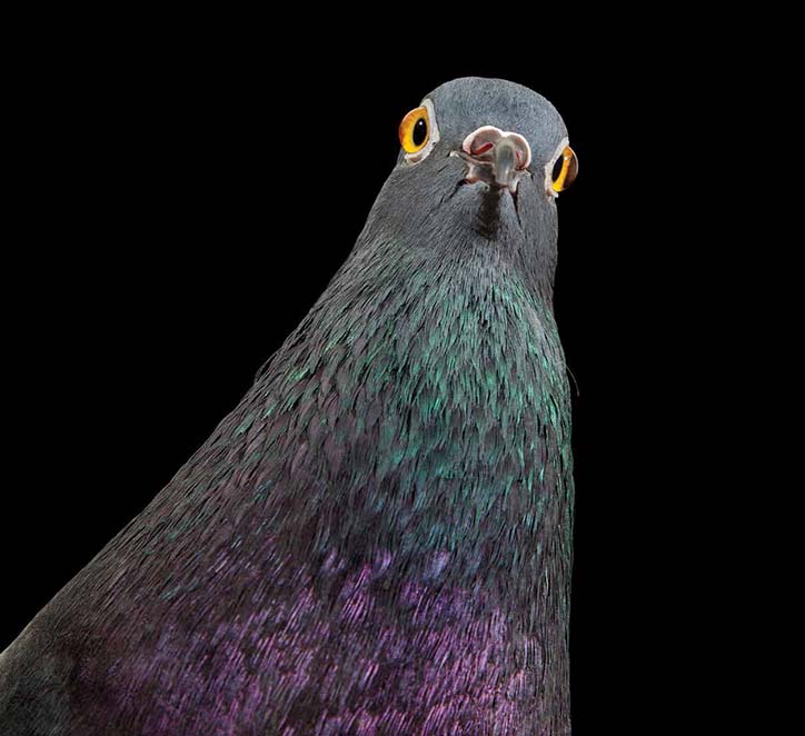 AndrewGarn-TheNewYorkPigeon-Photography-itsnicethat-06.jpg