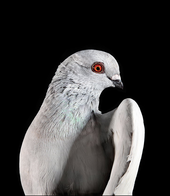 AndrewGarn-TheNewYorkPigeon-Photography-itsnicethat-14.jpg
