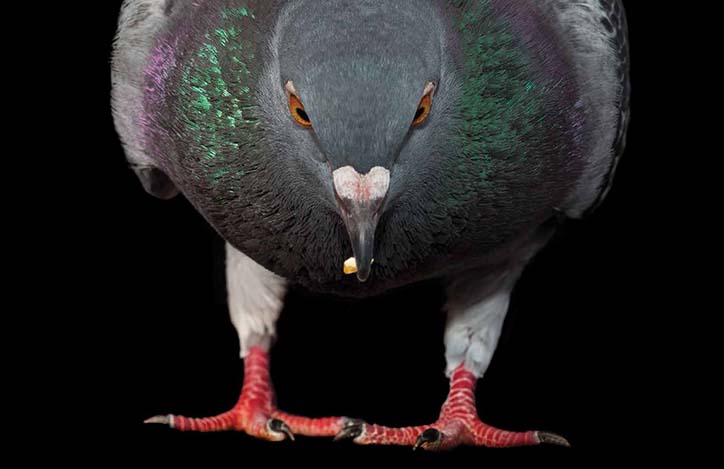 AndrewGarn-TheNewYorkPigeon-Photography-itsnicethat-02.jpg
