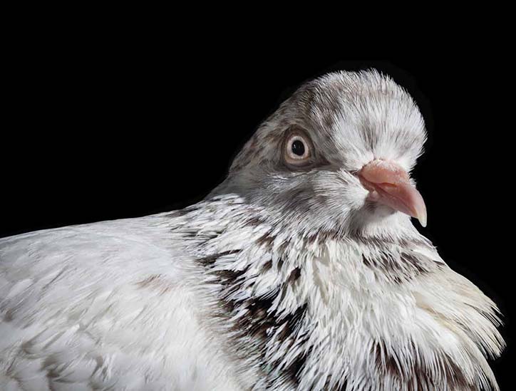 AndrewGarn-TheNewYorkPigeon-Photography-itsnicethat-05.jpg