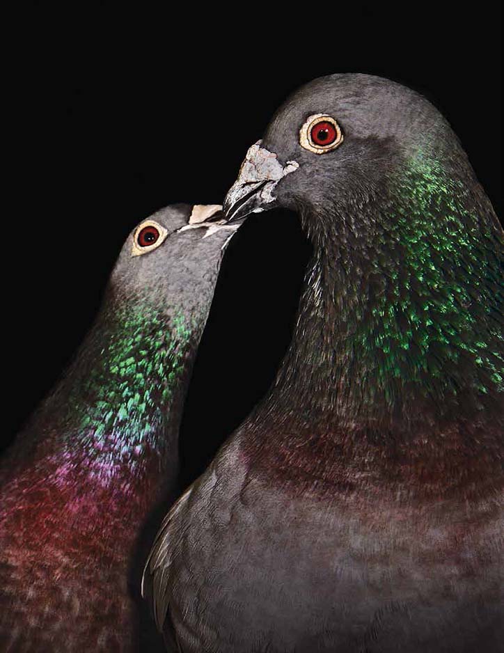 AndrewGarn-TheNewYorkPigeon-Photography-itsnicethat-09.jpg