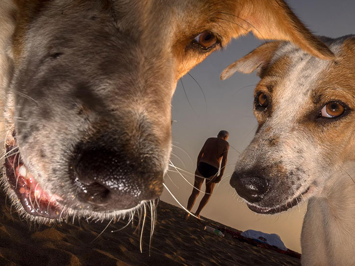 dougie-wallace_goan-to-the-dogs_photography_itsnicethat_1.jpg