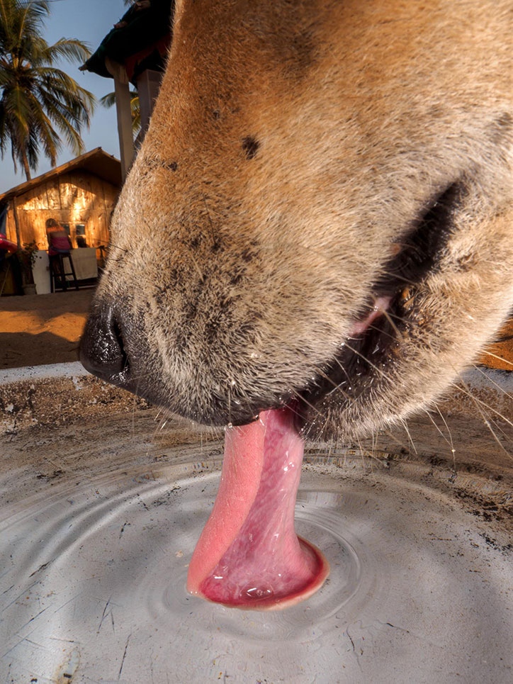 dougie-wallace_goan-to-the-dogs_photography_itsnicethat_3.jpg