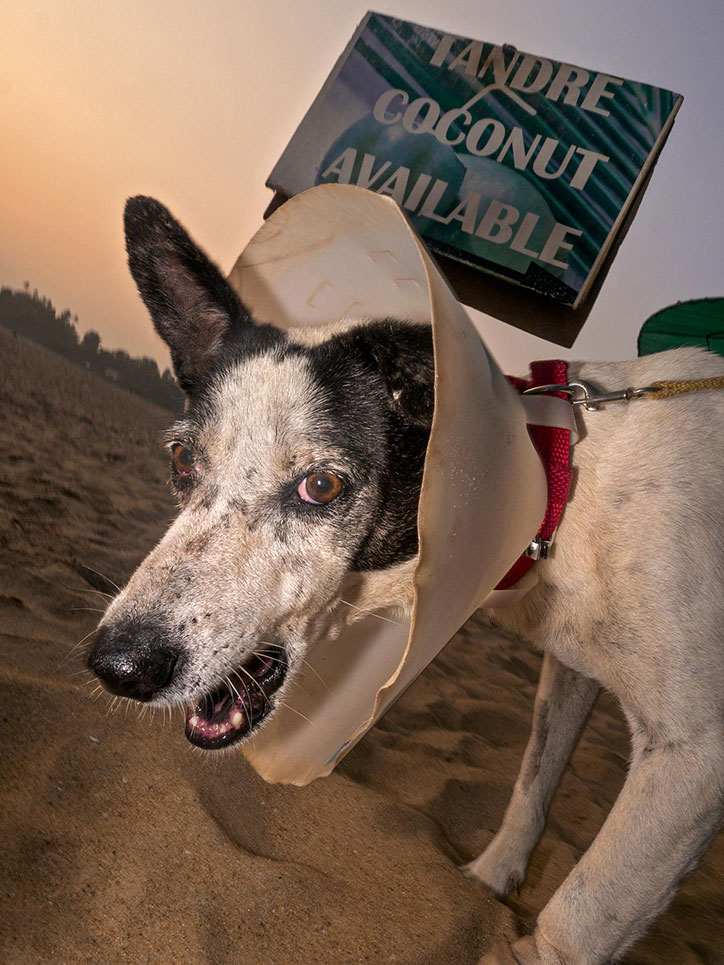 dougie-wallace_goan-to-the-dogs_photography_itsnicethat_2.jpg