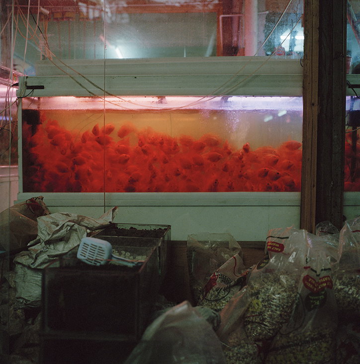 xiaoxiao-xu-photography-itsnicethat-19.jpg