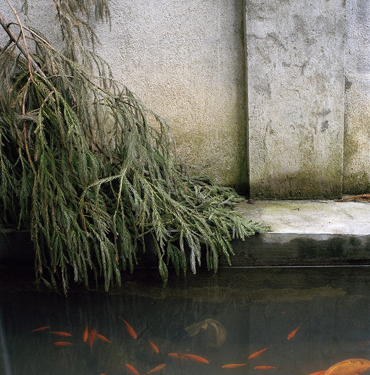 xiaoxiao-xu-photography-itsnicethat-22.jpg