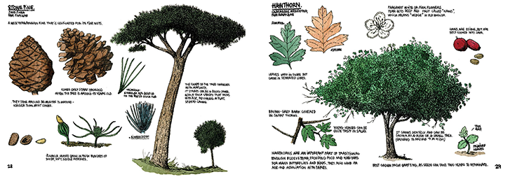thibaud-herem-raising-a-forest-illustration-itsnicethat-StonePine.png