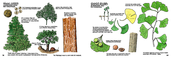thibaud-herem-raising-a-forest-illustration-itsnicethat-Ginkgo.png