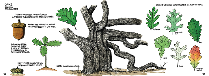 thibaud-herem-raising-a-forest-illustration-itsnicethat-Oaks.png