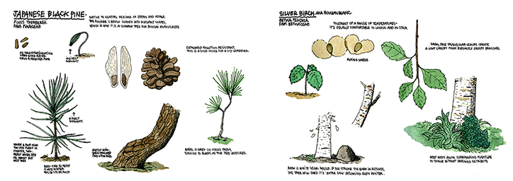 thibaud-herem-raising-a-forest-illustration-itsnicethat-Japanese-black-pine.png
