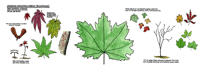 thibaud-herem-raising-a-forest-illustration-itsnicethat-Maple.png