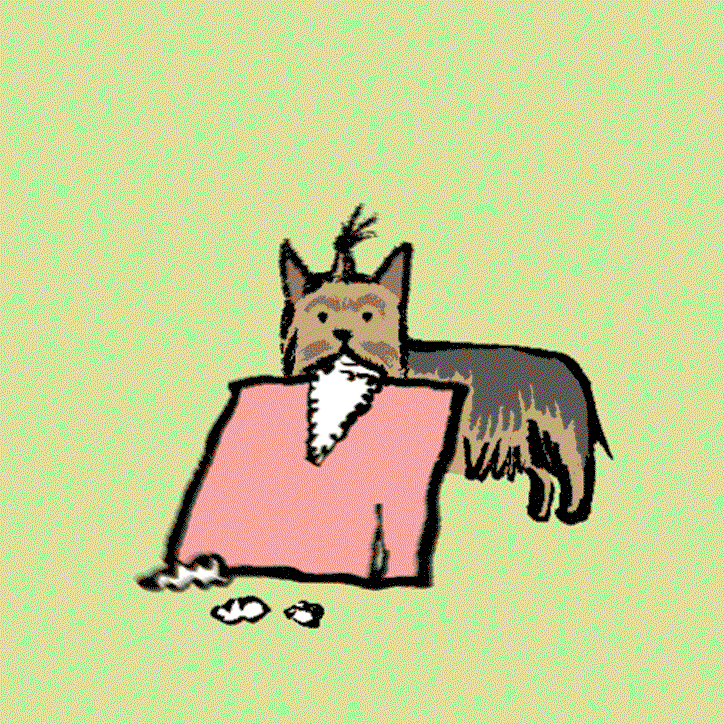 yorkshireterrierchewing.gif
