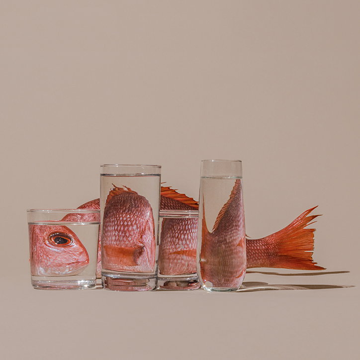 SuzanneSaroff-Fish-Photography-itsnicethat.jpg