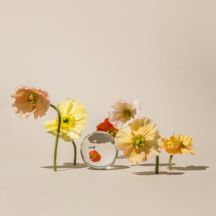 SuzanneSaroff-Poppies-Photography-itsnicethat.jpg