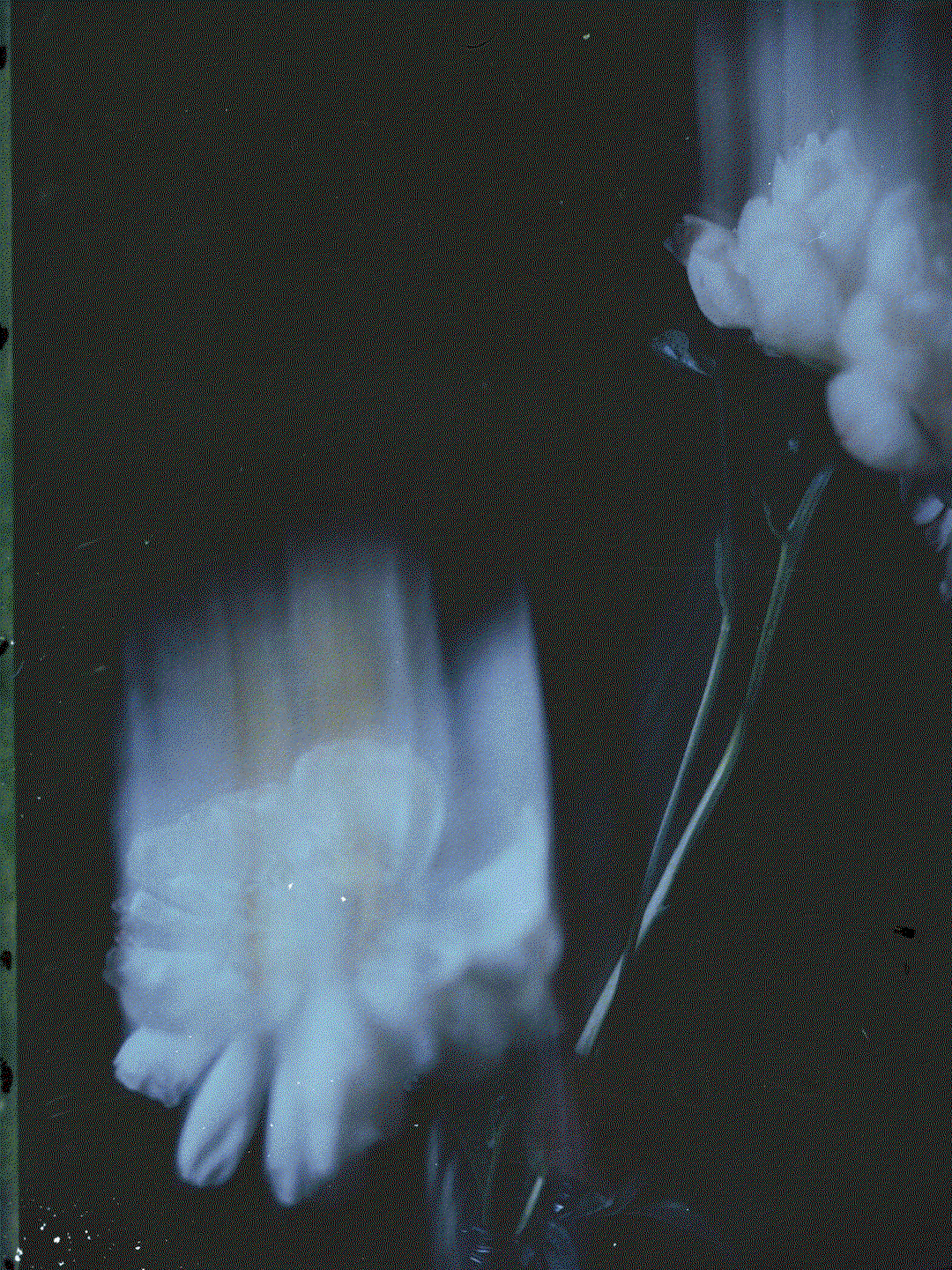 4.gif
